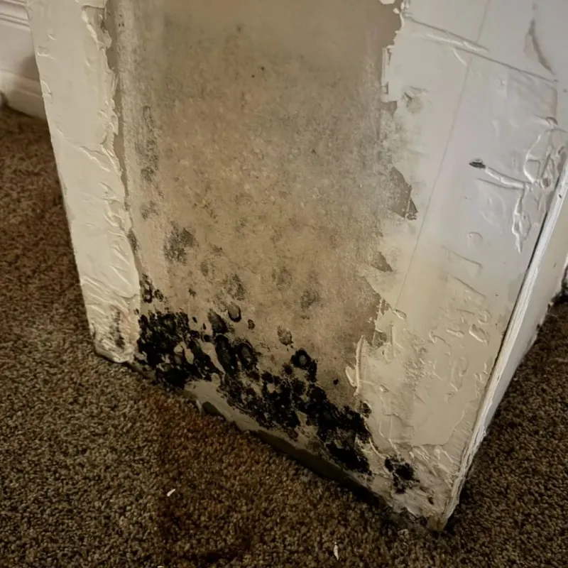 Professional Mold Removal in West Brookfield, MA